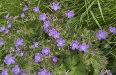 wood cranesbill growing by the Boondreigh water at Dod Mill in the Scottish Borders