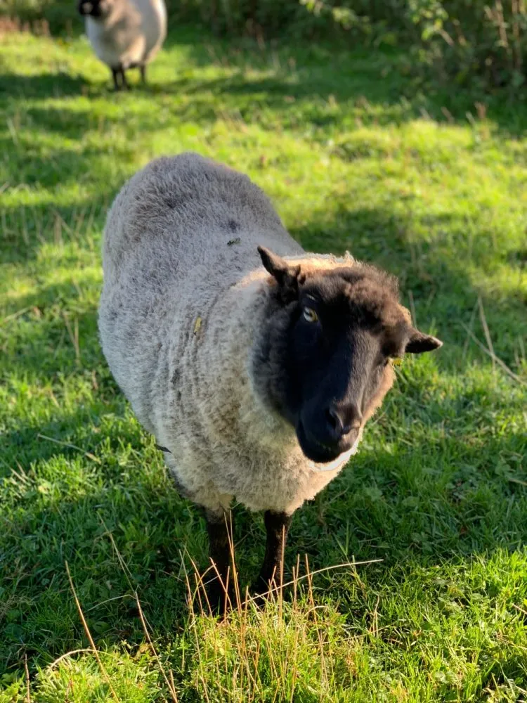 Dod Mill sheep!