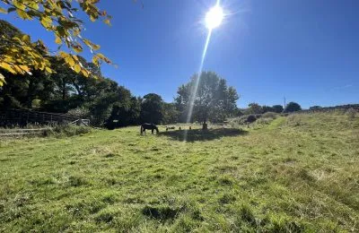 Meadow at Dod Mill with pony and oak tree in view